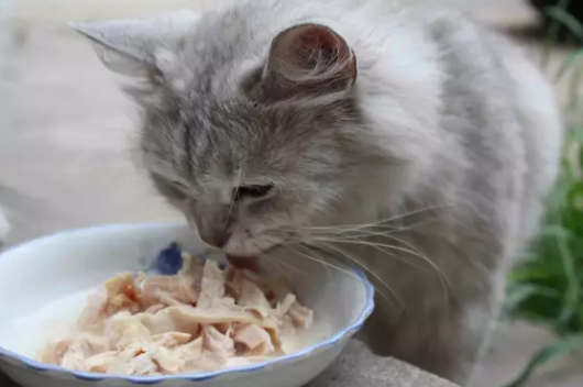 秋季宠物养护需要注意什么