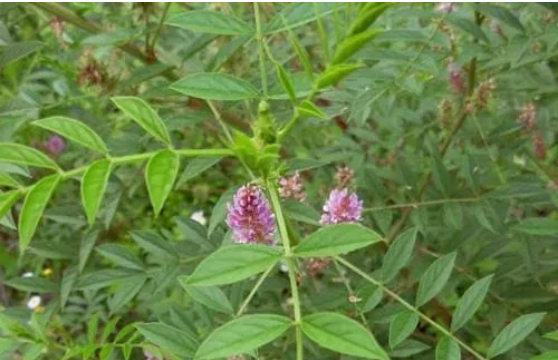 甘草的现代炮制方法