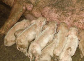 养猪忌讳什么？