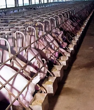 建猪舍都有些什么方法