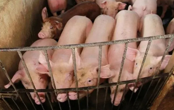 养猪注意事项