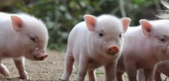 养猪注意事项（二）