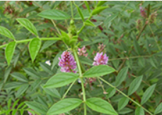 蒙脱石在养猪中的作用