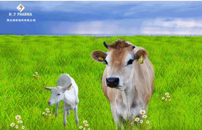 防控方案 | 牛羊运输应激