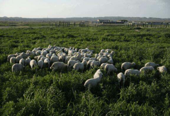 甘草颗粒在养殖业中的应用