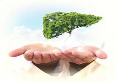 甘草保肝的作用