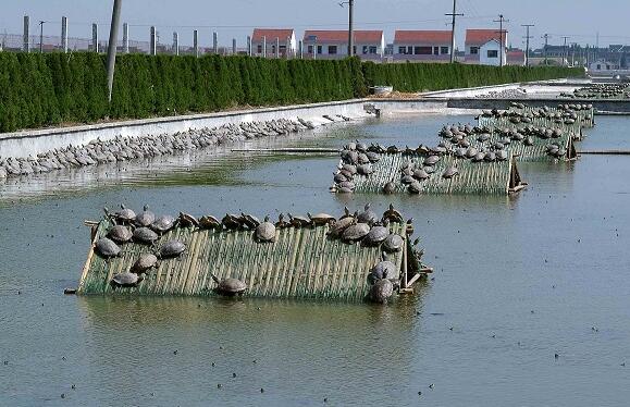 蒙脱石在饲料领域和水产养殖方面的运用