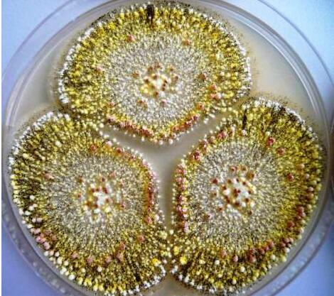 霉菌毒素对鸡群的危害