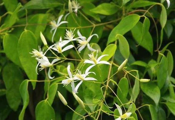 你了解甘草吗？