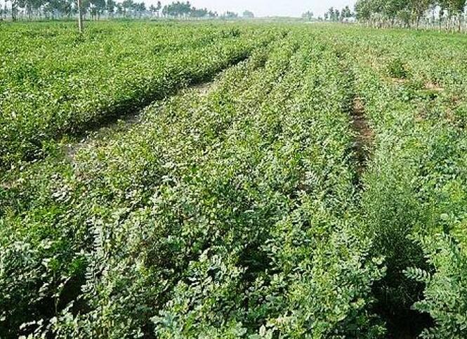 海研制药?专业专注?研究甘草！