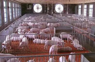 冬季猪场预防保健方案