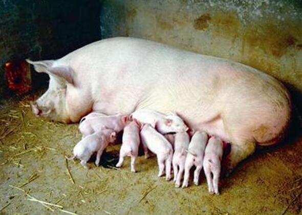 母猪《宫泰+海恩康》保健方案