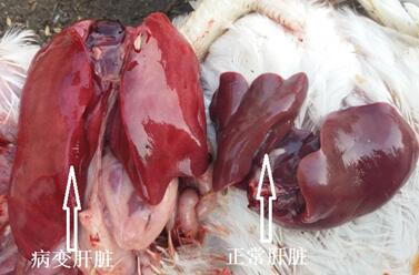 甘草浸膏对家禽肝脏的保健方案