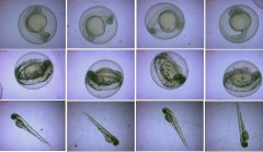 甘草提取物的水产养殖病害防治研究